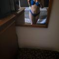 sexiijane is Female Escorts. | Toronto | Ontario | Canada | EscortsLiaison