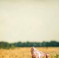 
                        Linda
                     is Female Escorts. | Sarnia | Ontario | Canada | EscortsLiaison