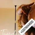  is Female Escorts. | Lake Charles | Louisiana | United States | EscortsLiaison
