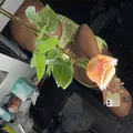  is Female Escorts. | New Orleans | Louisiana | United States | EscortsLiaison